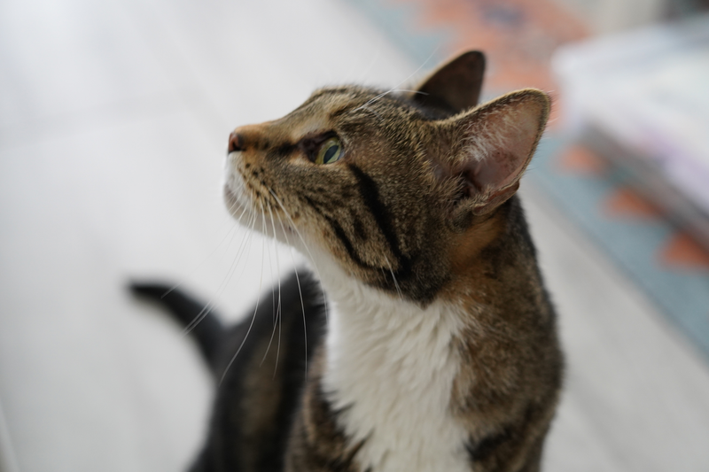 Illustration for article titled Adopted a cat